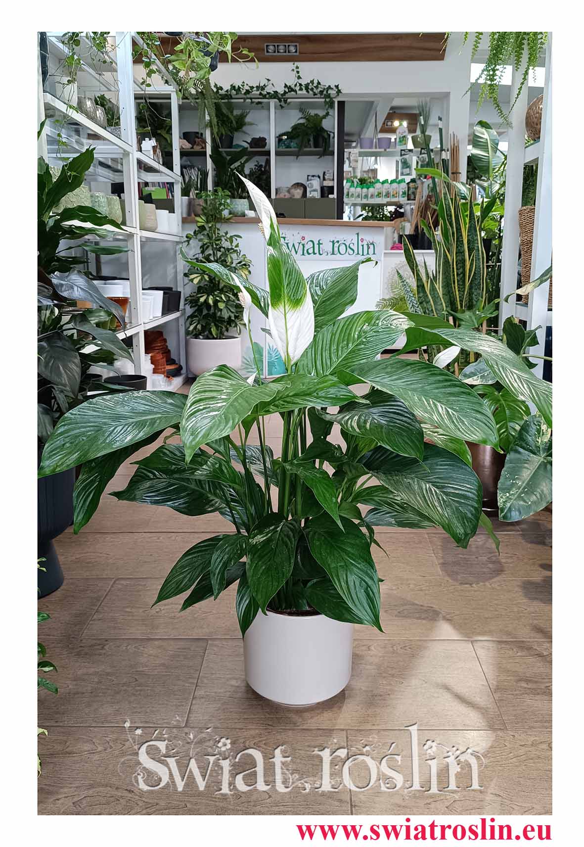 Skrzydłokwiat Sweet Lauretta modna roślina dla vipów z dostawą z e sklepu internetowego online, Spathiphyllum Sweet Lauretta sklep